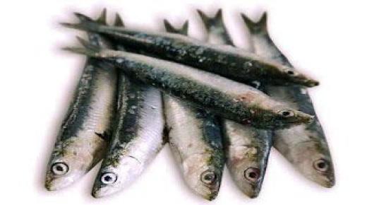 سمك السردين