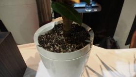 إناء الزهور “الذكي” الذي يسقي نباتاتك وحدها