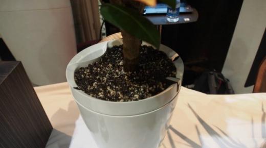 إناء الزهور “الذكي” الذي يسقي نباتاتك وحدها