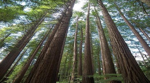 الساحل الأحمر