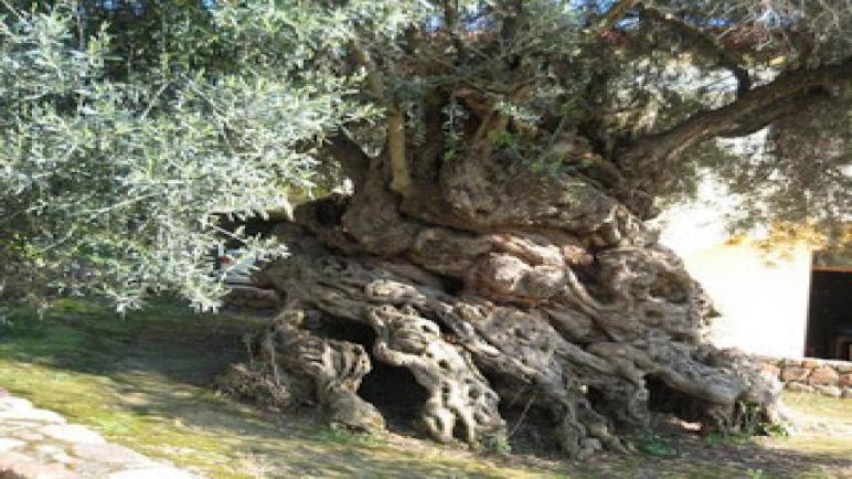 شجرة زيتون في اليونان عمرها 2500 عام