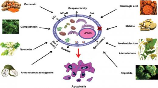 ما هي علاجات السرطان البديلة التي تستحق التجربة؟