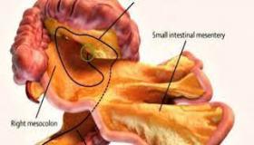 المساريق: عضو “جديد” في جسم الإنسان