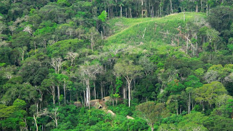 غابات الأمازون تخسر 10 آلاف كيلومتر مربع سنويًا