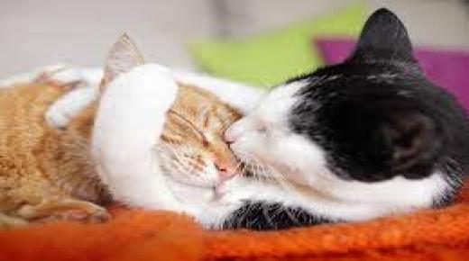 كيف تبدأ عمل تربية القطط