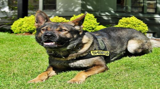 كلاب بوليسية