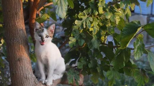 ماذا تفعل إذا علقت قطة في شجرة