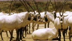 المحميات الطبيعية في الأردن