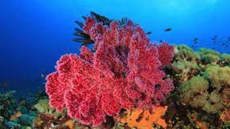 اكتشاف عيش الغراب المرجاني الناري السام في أستراليا