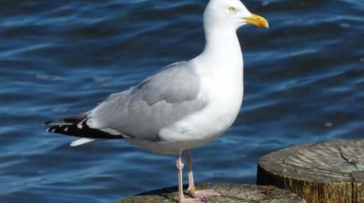 لماذا يبدو مثل طيور النورس في كل مكان ما عدا البحر ؟