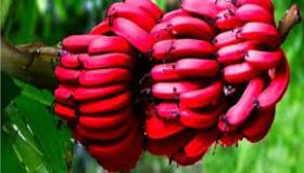 7 فوائد للموز الأحمر (وكيف تختلف عن الأصفر)