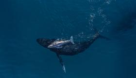 موطن حوت فيزكاينو المحمي