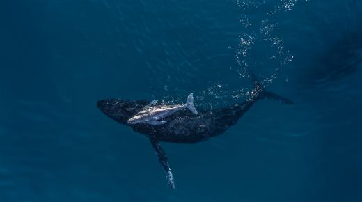 موطن حوت فيزكاينو المحمي