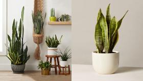 دليل نبات الأفعى: كيفية رعاية نبات الأفعى