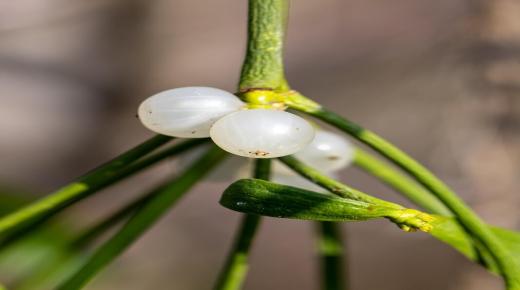 الالتصاق هو سلاح تستخدمه بعض النباتات لصد الحشرات الجائعة