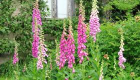 دليل نباتات البينالي: كيف تنمو البيناليات في حديقتك