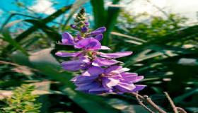 نبات النيلي.