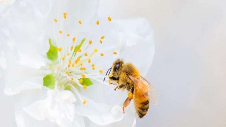 الدبابير والنحل: ما نحتاج إلى معرفته عن الحساسية التي تسببها