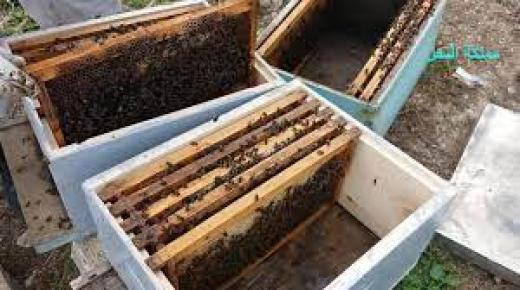 كيف يحمي الهنود قطاراتهم بصوت النحل