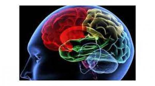 هرمون يقوي الذاكرة