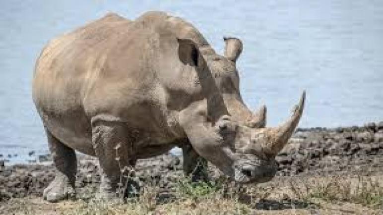 الحياة البرية(وحيد القرن)