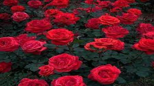 الورد الجوري